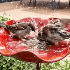 Flower Shaped Bird Bath Garden Stake